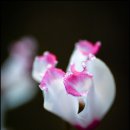 샤론의꽃 이미지