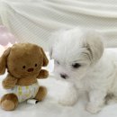 내 품안의 반려견(강서점) 이미지