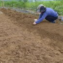 광성 농장 이미지