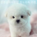 판도라독 이미지