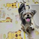 어울리개 이미지