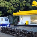 노랑지붕민박 이미지