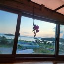 님 바래기 이미지