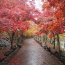 산인-1 Daum카페