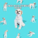 천안불당하나동물약국 | [천안]반려동물 사진관 추천! 노블온스튜디오 불당점 멍땅컷 촬영기-반려견 프로필사진