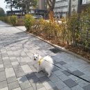 몽몽이털 이미지