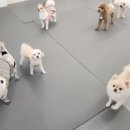 에덴 애견 유치원 호텔 이미지