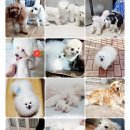 리틀파우스 이미지