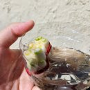 생현제2소교량 | [32] 메생현생 냄뚜 구하기