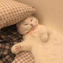 스퀘어81