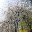 양재천 수변무대5 이미지