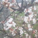 2019년 3월 30일(토) 자두, 앵두, 명자꽃을 보며 봄을 맞는다. 이미지