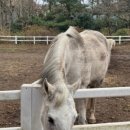 키코1983 이미지