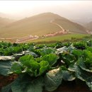 행복이머무는곳민박 이미지