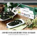 영광식품 네이버블로그