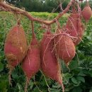 신나농장 이미지