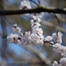 복숭아꽃 살구꽃 이미지