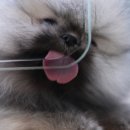 이정훈 강아지 이미지