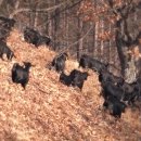 베테랑목장 이미지