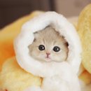 키튼히얼 고양이분양 김포본점 | 김포고양이분양 키튼히얼 만족해요