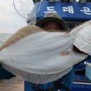 해성유선 드래곤호 인천바다낚시 첫 경험 후기! 이게 바로 진짜 손맛인가요?