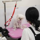 이뻐질개 이미지