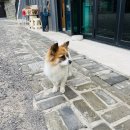 리버노스 A 이미지