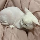 고양이무마취미용 고무미 이미지