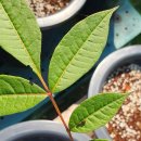 (주)퍼스트팜 이미지