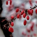 백운산 자락 섬진강 매화축제장을 다녀와서~~~ 이미지