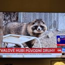 넷플레어 이미지