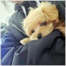 아이 러브 독 | 부천강아지분양 믿고 맡긴 곳, 아이러브독 부천점 후기