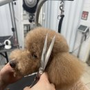 마이뷰티독 이미지