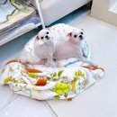 그루비펫 이미지