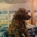 송원애견의집 이미지