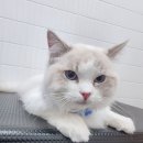 잔다냥 천안점 이미지