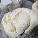 신복농장 | 신복농장 노루궁뎅이버섯, 금이버섯 솔직후기! 노루궁뎅이버섯 먹는 법