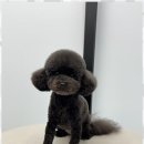 즐거운애견미용실 이미지