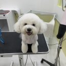 그루밍루나 이미지