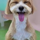 도담애견 이미지