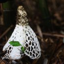 흰망태버섯(망태말둑버섯) 이미지