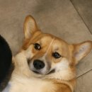 응암애견 이미지