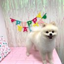 영천애견미용 이미지