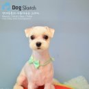 몽이뭉치애견샵 이미지