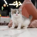 라온캣 부산화명점 네이버블로그