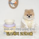 [ 틴스메리 강아지 밥그릇 ] 코코보울 높이조절 식기 후기 / 세라믹 강아지 밥그릇 추천