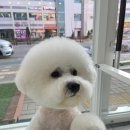 퍼피루미 옥정점 이미지