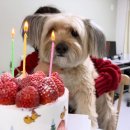 파인에비뉴 | 딸키케이크 맛집 콜렉티보 을지로파인에비뉴점 딸기 폭설 생크림 케이크 픽업 후기