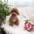 초원애견샵 이미지