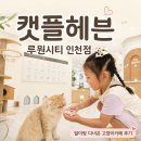 언제나고양이 | 아이와 인천 고양이카페｜캣플헤븐 루원시티인천점 주말 솔직후기
